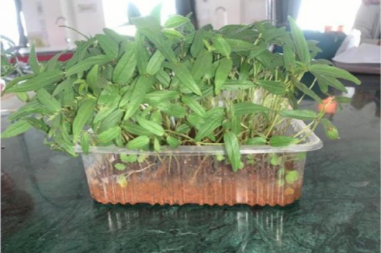 Vigna radiata L. Grown in Soil