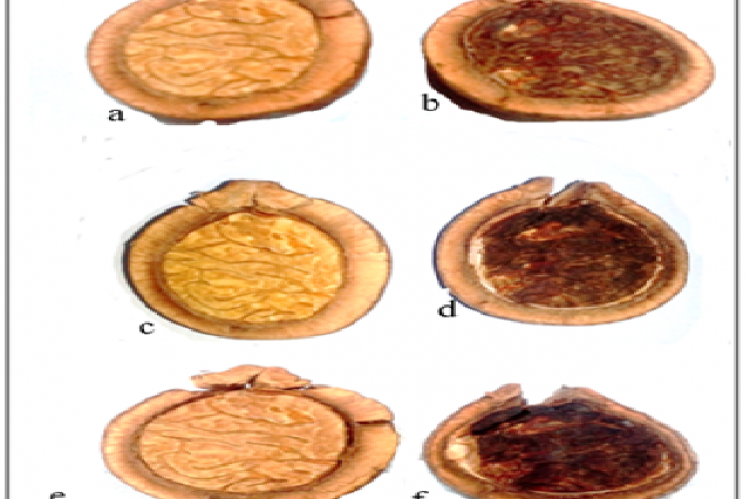 Physical appearance of A. racemosa halved fruits stored at various condition