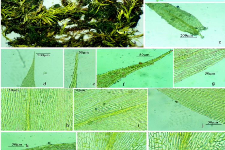 Amblystegium serpens (Hedw.) Schimp. (Amblystegiaceae: Bryophyta) from Indian Peninsula 