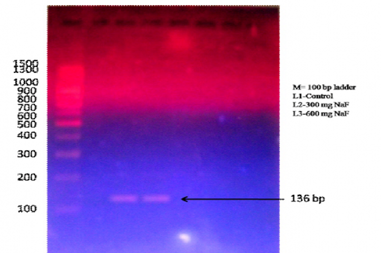 Determination of the optimal concentration of skeletal  muscle
