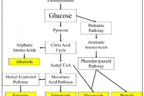 Biosynthetic Pathway of GBCs.