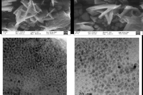 SEM and TEM image of biosynthesized AgNPs using Curcuma amada rhizome extract.