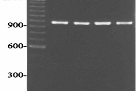 Agarose gel showing Amplified DNA