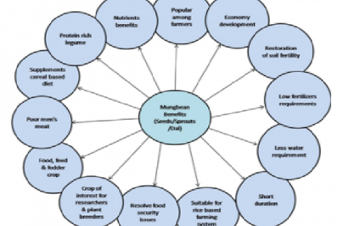  Characteristics features of mungbean