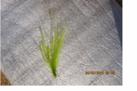 Enteromorpha species of different stations of Tirunelveli region 